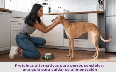 Proteínas alternativas para perros sensibles: una guía para cuidar su alimentación